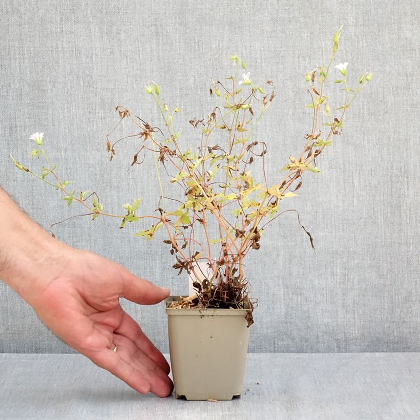 Esimerkki kesällä toimitetusta Rusokurjenpolvi Ankum's White 8/9 cm taimiruukku-taimesta