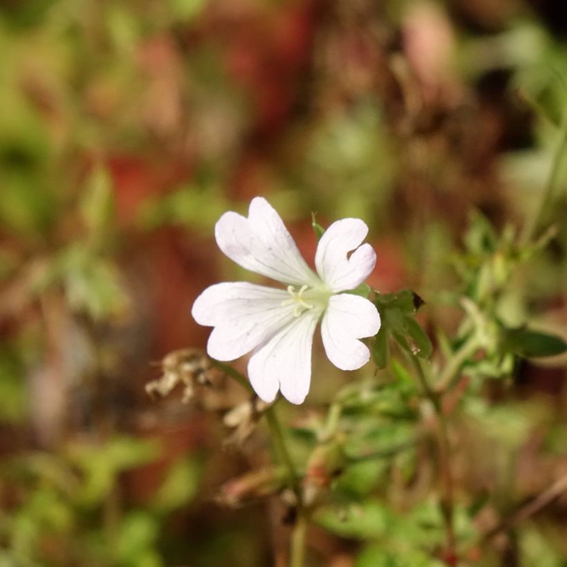 Rusokurjenpolvi Ankum's White (Kukinta)