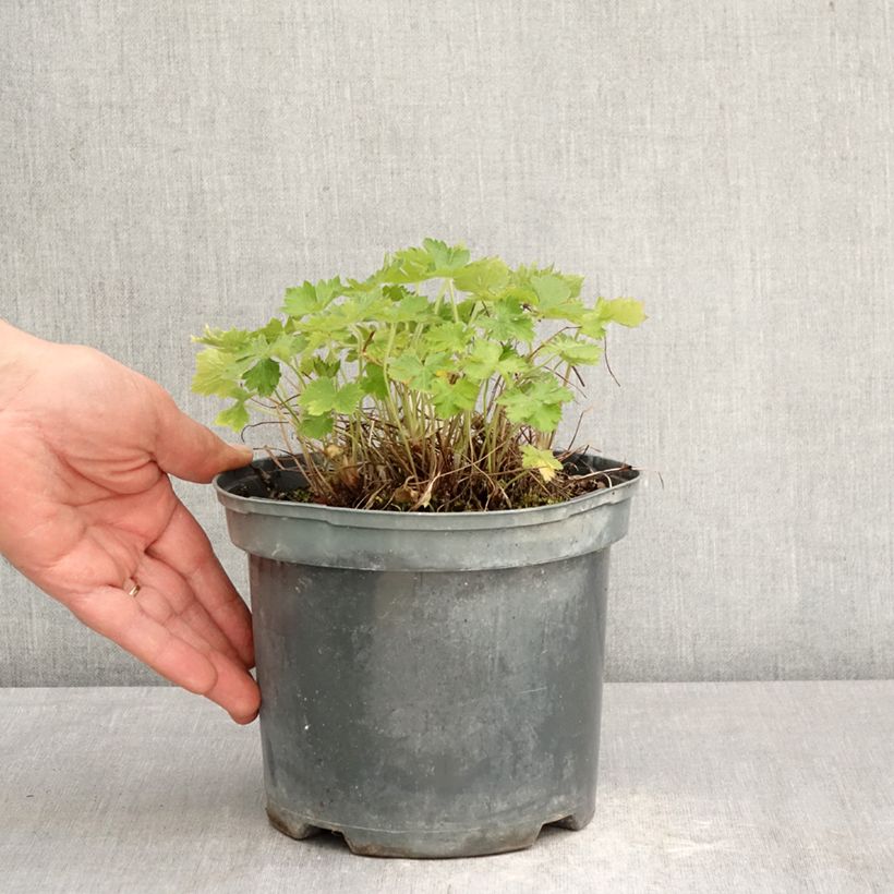 Esimerkki keväällä toimitetusta Rusokurjenpolvi Claridge Druce Ruukku 2L / 3L-taimesta