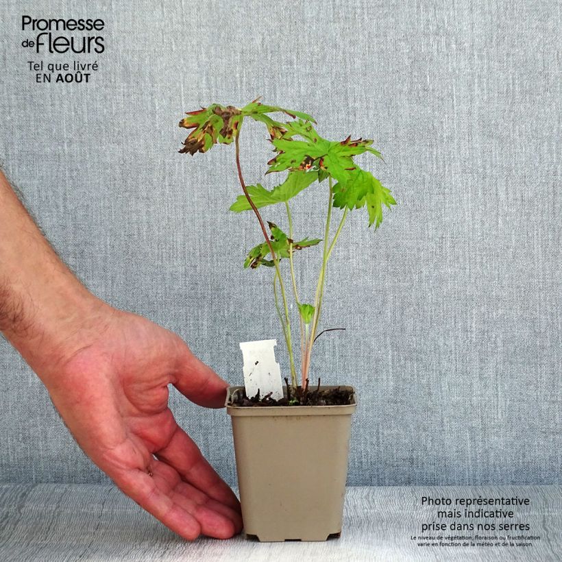 Esimerkki kesällä toimitetusta Rusokurjenpolvi - Geranium x oxonianum f. thurstonianum Godet de 8/9 cm-taimesta
