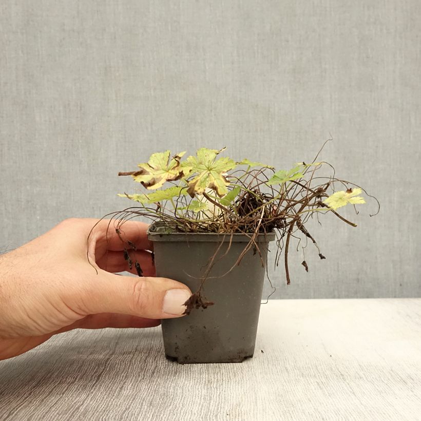 Esimerkki syksyllä toimitetusta Rusokurjenpolvi Walter s Gift 8/9 cm taimiruukku-taimesta