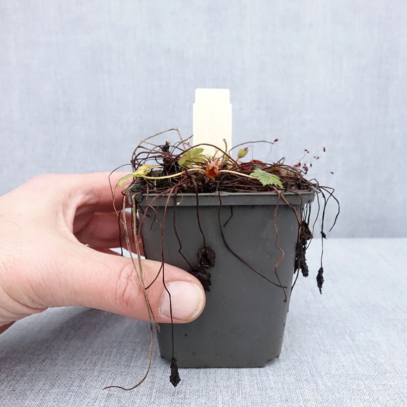 Esimerkki talvella toimitetusta Rusokurjenpolvi Walter s Gift Godet de 8/9 cm-taimesta
