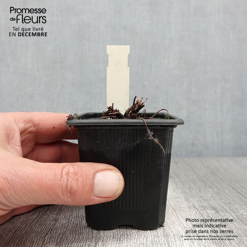 Esimerkki syksyllä toimitetusta Ojakurjenpolvi - Geranium palustre 8/9 cm taimiruukku-taimesta