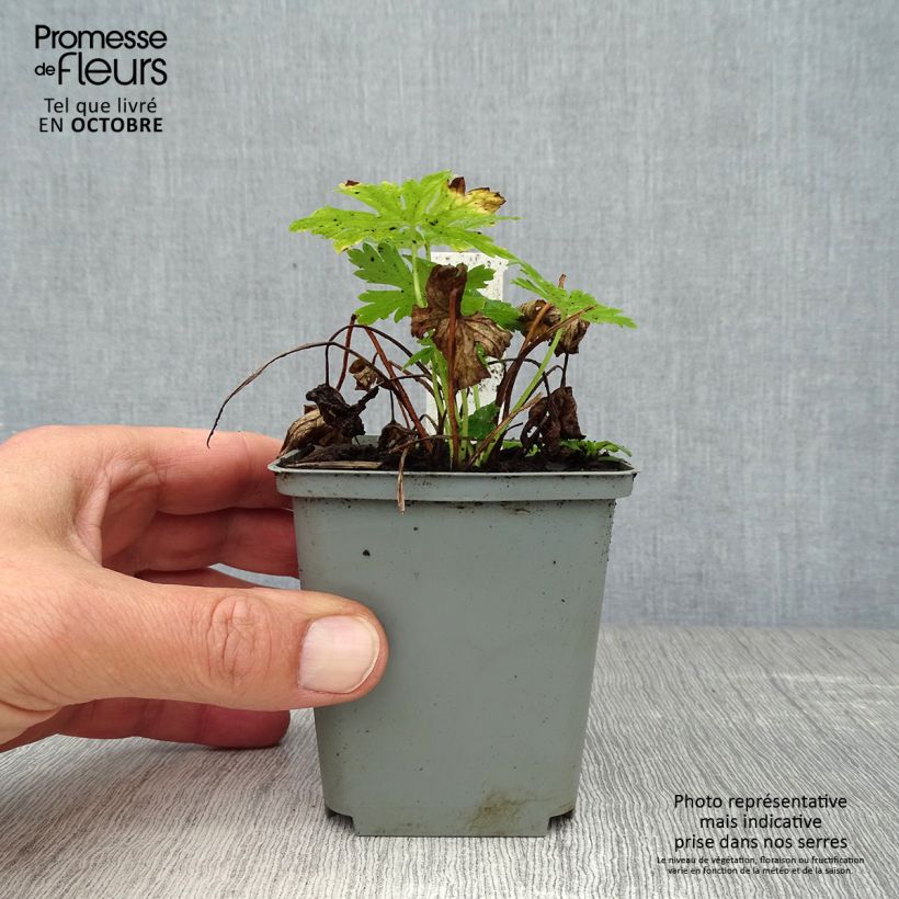 Esimerkki syksyllä toimitetusta Tummakurjenpolvi Album 8/9 cm taimiruukku-taimesta