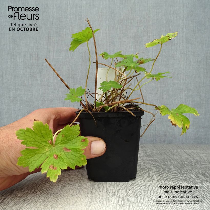 Esimerkki syksyllä toimitetusta Tummakurjenpolvi - Geranium phaeum 8/9 cm taimiruukku-taimesta