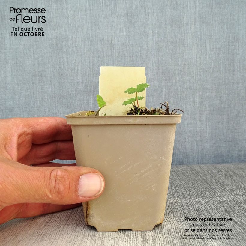 Esimerkki syksyllä toimitetusta Nyppykurjenpolvi Philippe Vapelle 8/9 cm taimiruukku-taimesta