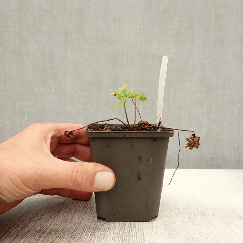 Esimerkki syksyllä toimitetusta Kyläkurjenpolvi Algera Double 8/9 cm taimiruukku-taimesta