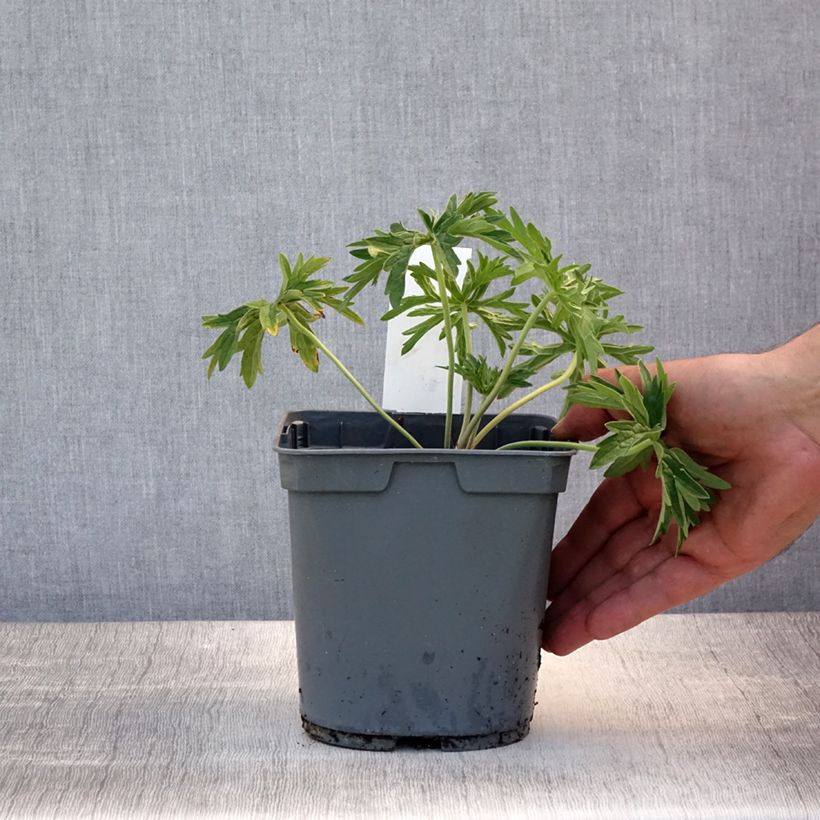Esimerkki kesällä toimitetusta Kyläkurjenpolvi Algera Double Pot de 2L/3L-taimesta
