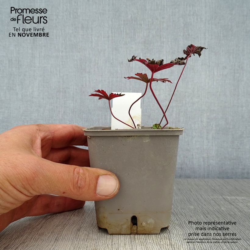 Esimerkki syksyllä toimitetusta Géranium vivace pratense Dark Reiter Godet de 8/9 cm-taimesta