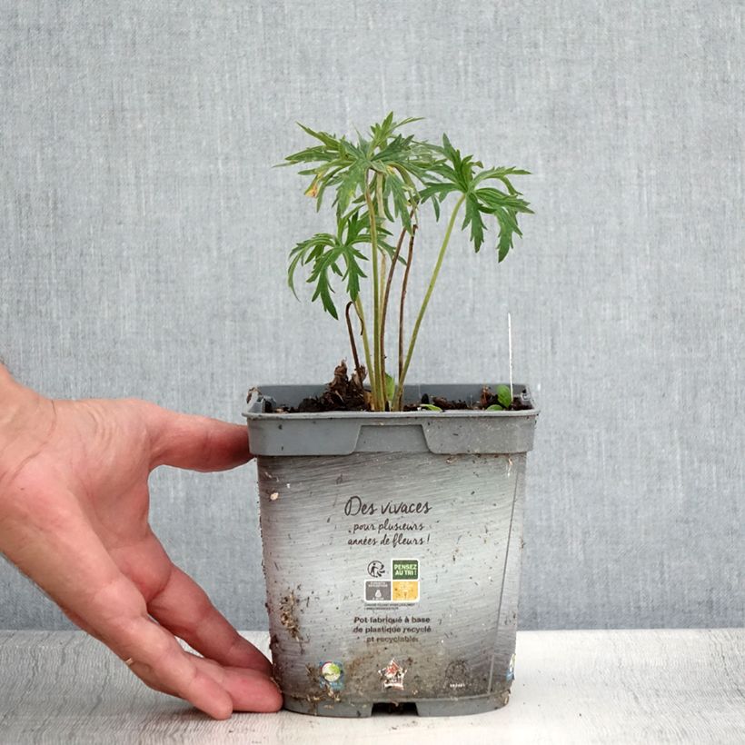 Esimerkki kesällä toimitetusta Kyläkurjenpolvi Double Jewel Pot de 2L/3L-taimesta