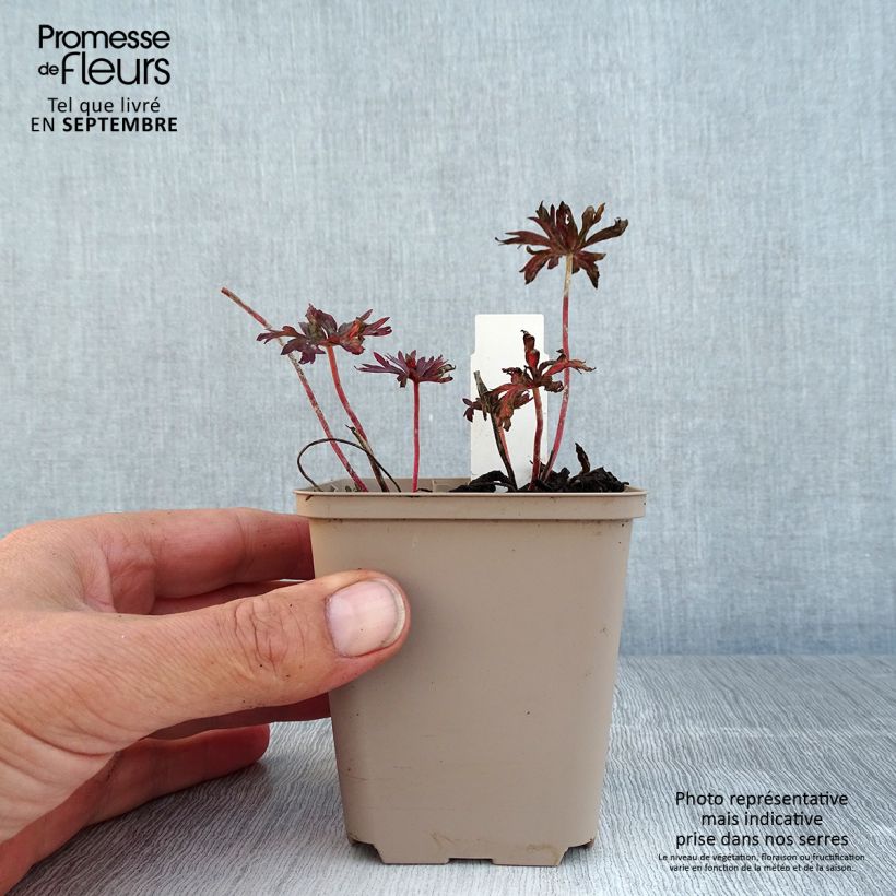 Esimerkki kesällä toimitetusta Kyläkurjenpolvi Hocus Pocus Godet de 8/9 cm-taimesta