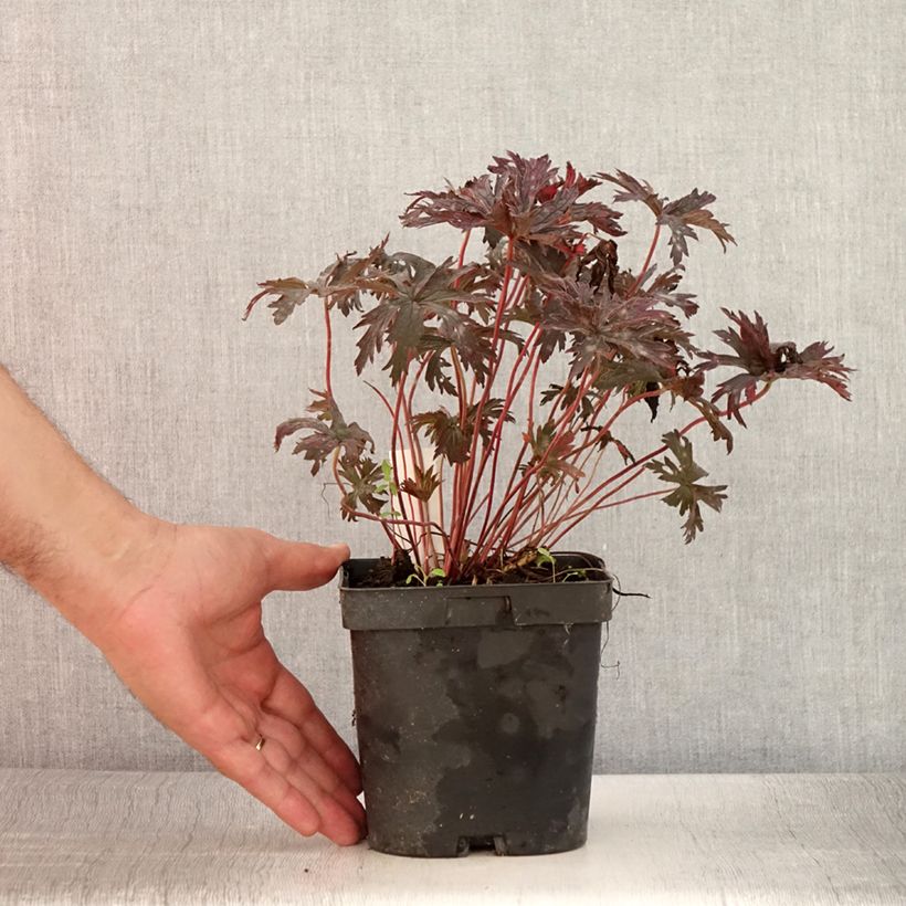 Esimerkki kesällä toimitetusta Kyläkurjenpolvi Hocus Pocus Pot de 2L/3L-taimesta