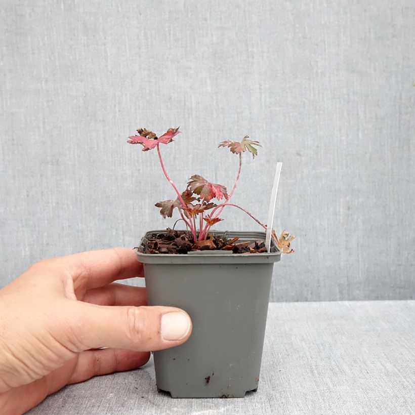 Esimerkki syksyllä toimitetusta Kyläkurjenpolvi Marshmallow 8/9 cm taimiruukku-taimesta