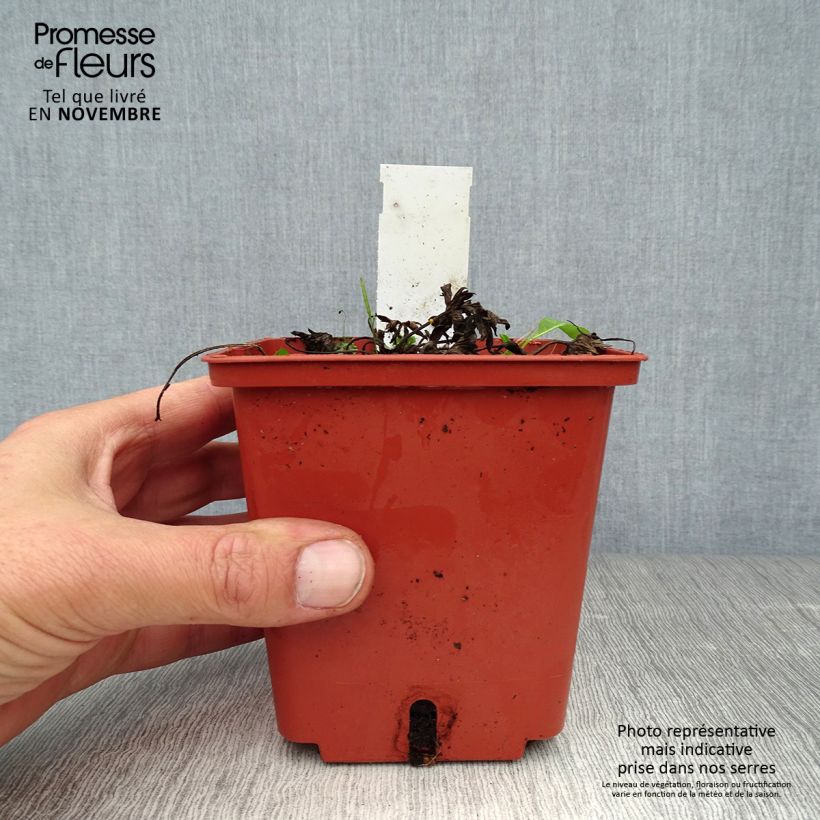 Esimerkki syksyllä toimitetusta Kyläkurjenpolvi Midnight Reiter 8/9 cm taimiruukku-taimesta