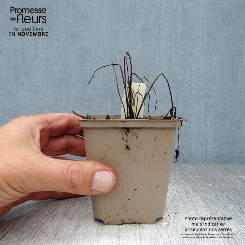 Esimerkki syksyllä toimitetusta Kyläkurjenpolvi Plenum Album 8/9 cm taimiruukku-taimesta