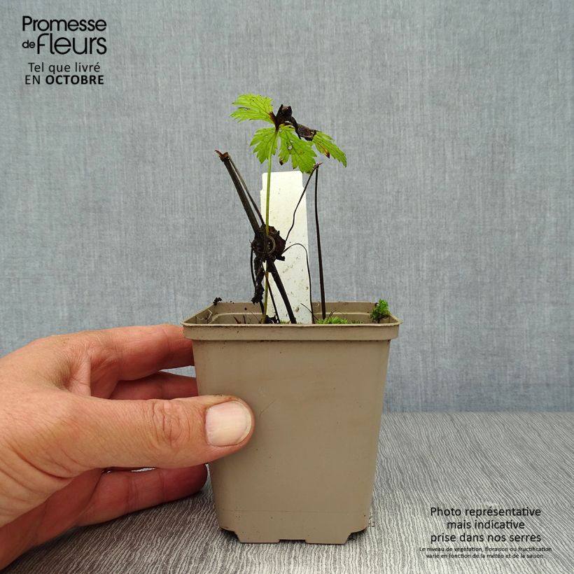 Esimerkki syksyllä toimitetusta Metsäkurjenpolvi Prelude 8/9 cm taimiruukku-taimesta