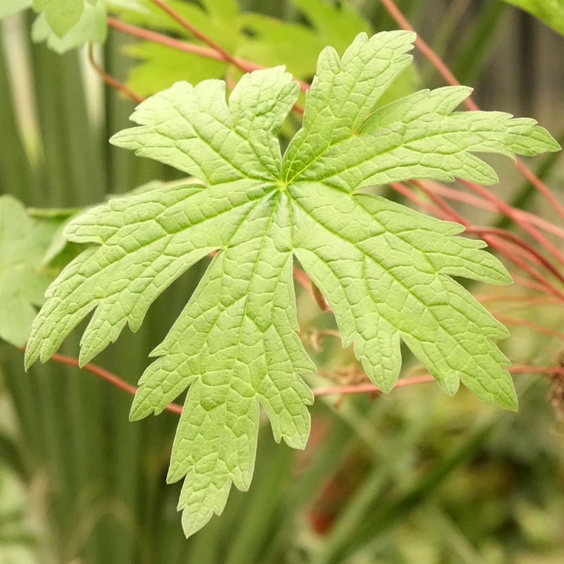 Armeniankurjenpolvi - Geranium psilostemon (Lehvistö)