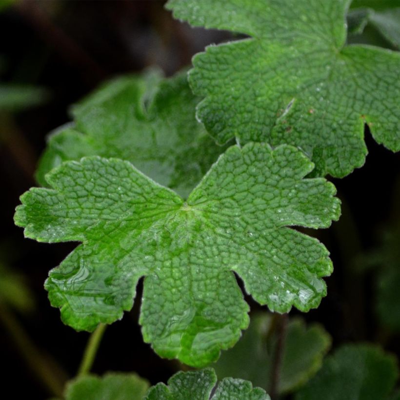 Nyppykurjenpolvi - Geranium renardii (Lehvistö)