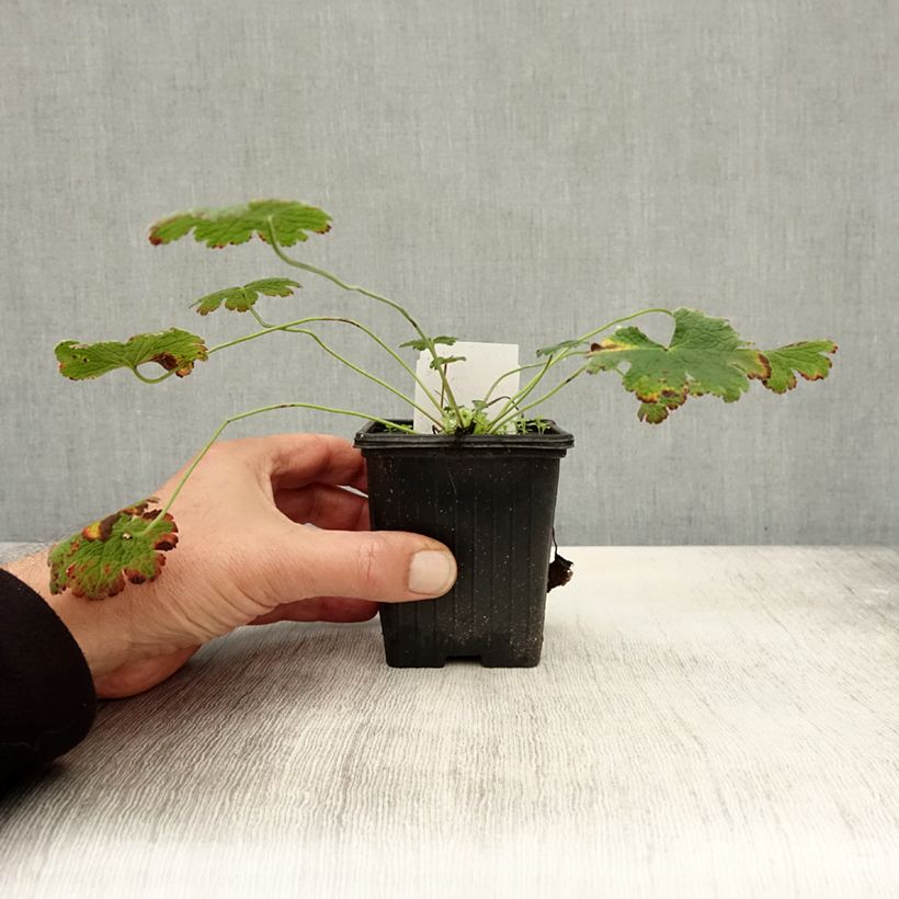 Esimerkki syksyllä toimitetusta Nyppykurjenpolvi - Geranium renardii 8/9 cm taimiruukku-taimesta