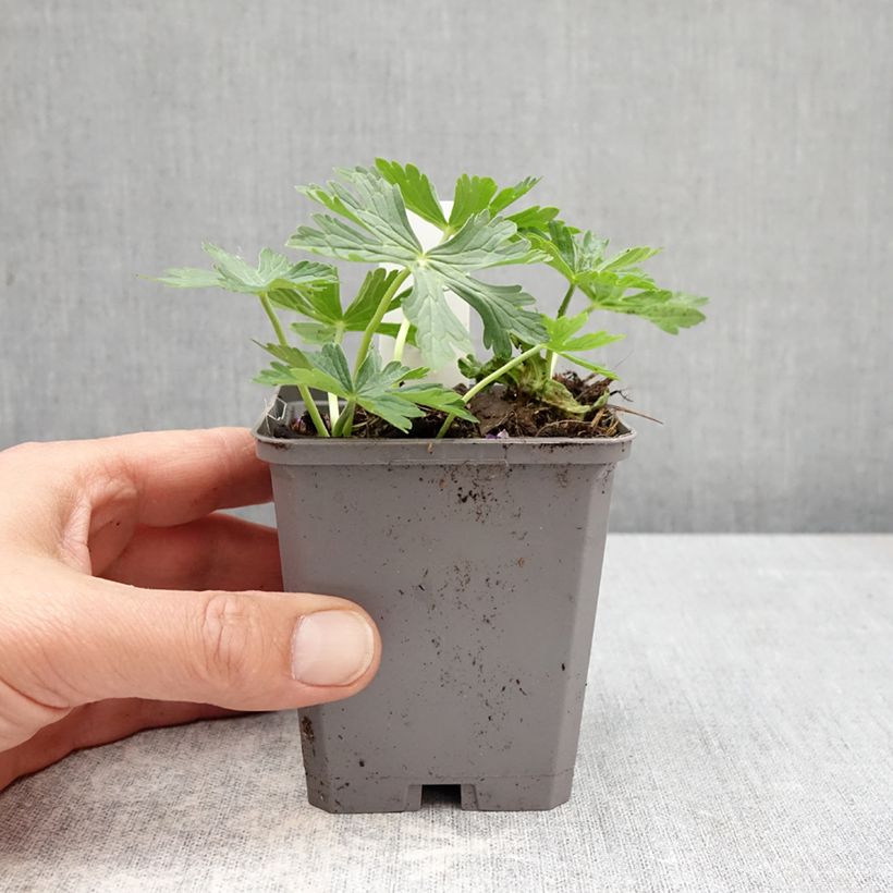 Esimerkki keväällä toimitetusta Kanadankurjenpolvi - Geranium richardsonii Taimiruukku 8/9 cm-taimesta