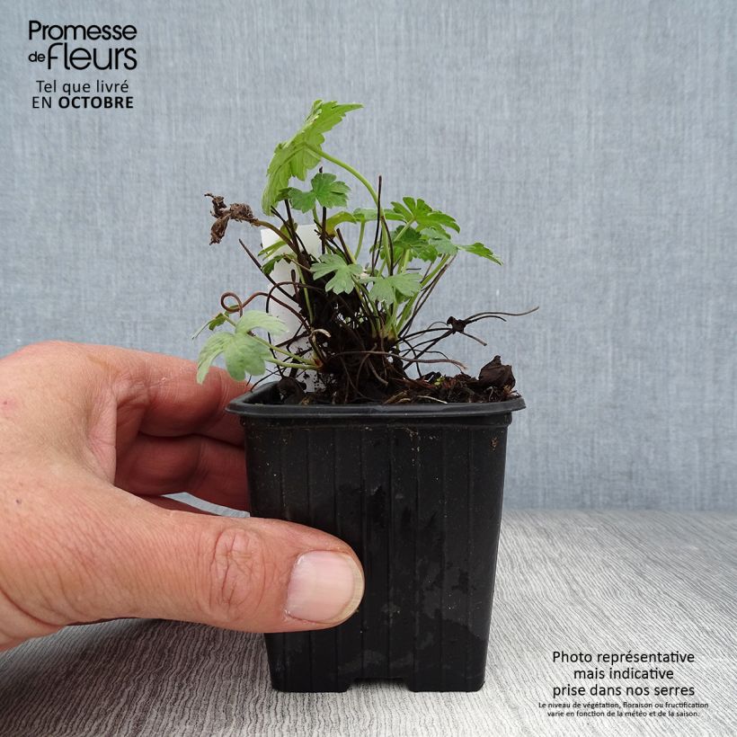 Esimerkki syksyllä toimitetusta Kurjenpolvi Russell Prichard 8/9 cm taimiruukku-taimesta