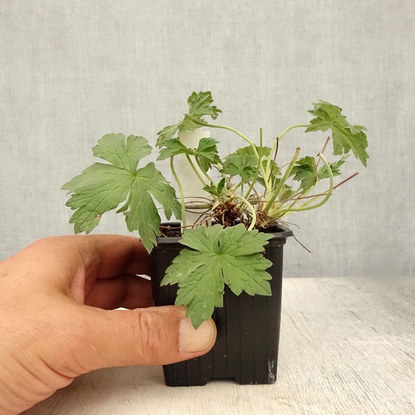Esimerkki kesällä toimitetusta Kurjenpolvi Russell Prichard Taimiruukku 8/9 cm-taimesta