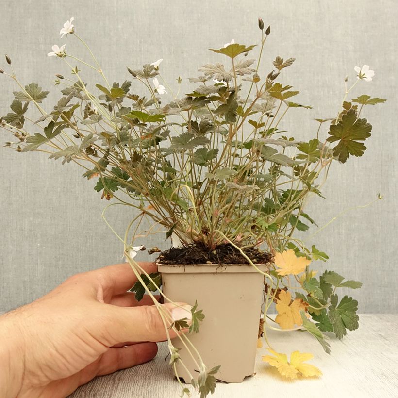 Esimerkki kesällä toimitetusta Rusokurjenpolvi Rothbury Red 8/9 cm taimiruukku-taimesta