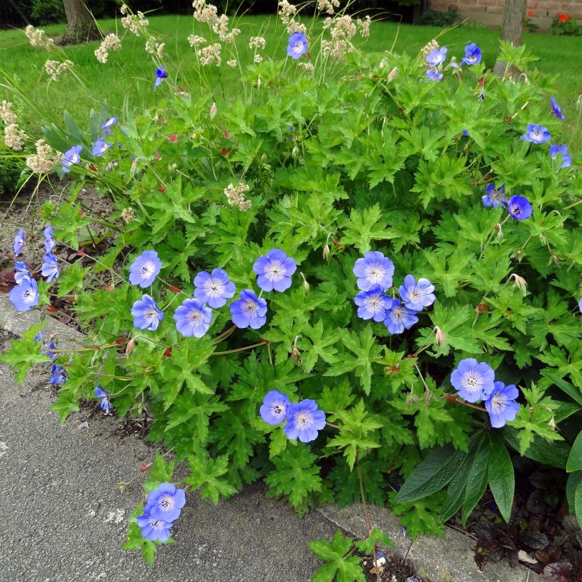 Jalokurjenpolvi Rozanne (Foliage)