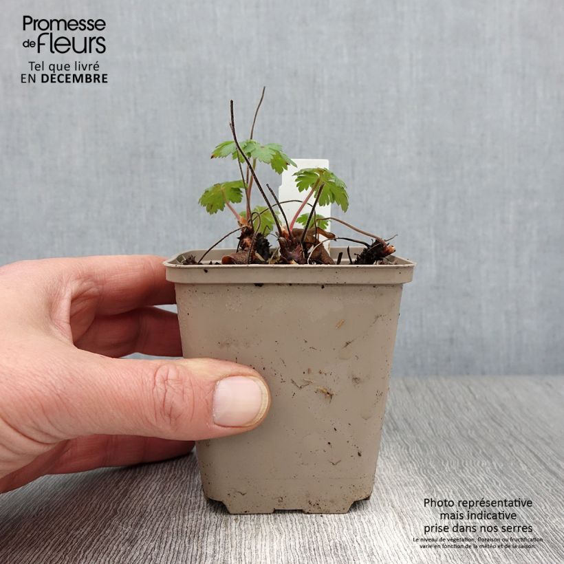 Esimerkki syksyllä toimitetusta Turkinkurjenpolvi Sabani Blue 8/9 cm taimiruukku-taimesta