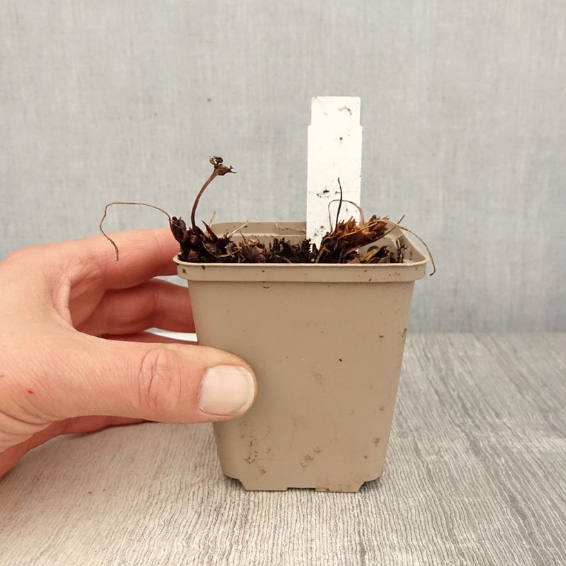 Esimerkki keväällä toimitetusta Turkinkurjenpolvi Sabani Blue Godet de 8/9 cm-taimesta