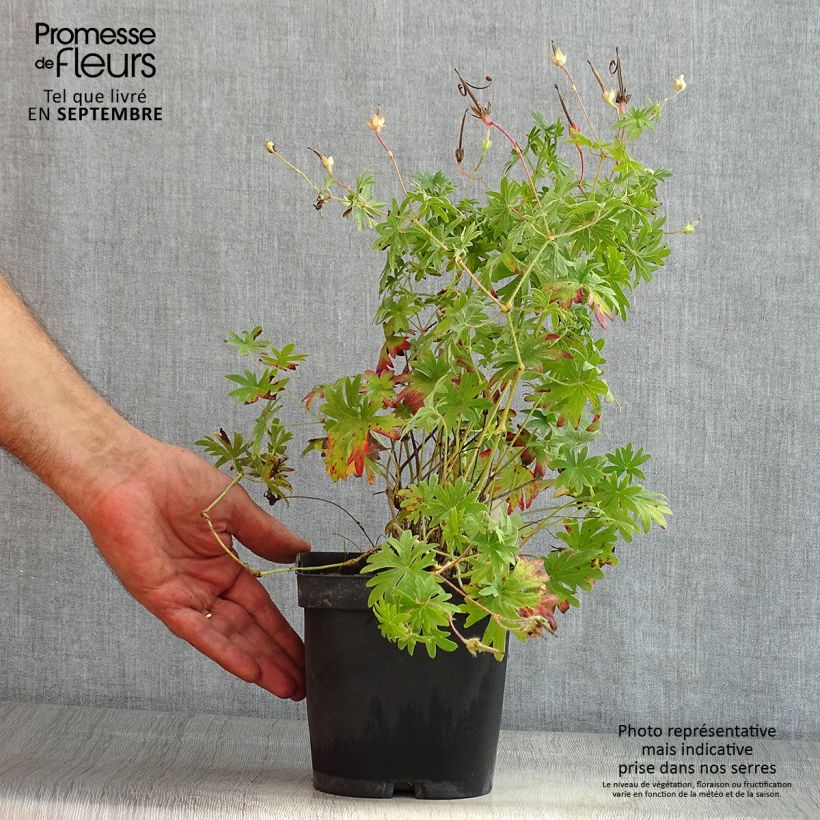 Esimerkki kesällä toimitetusta Verikurjenpolvi - Geranium sanguineum Ruukku 2L / 3L-taimesta