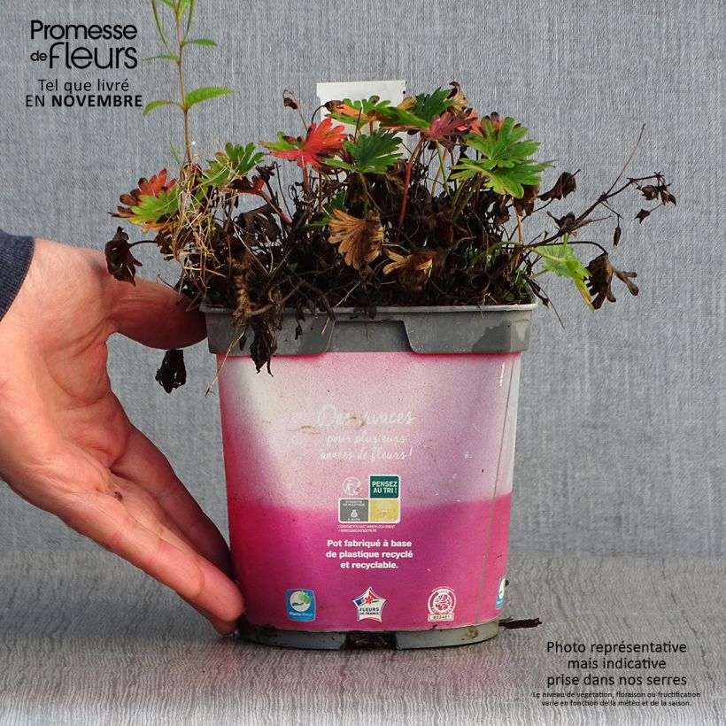 Esimerkki syksyllä toimitetusta Verikurjenpolvi Pink Pouffe 2 litran/3 litran ruukku-taimesta