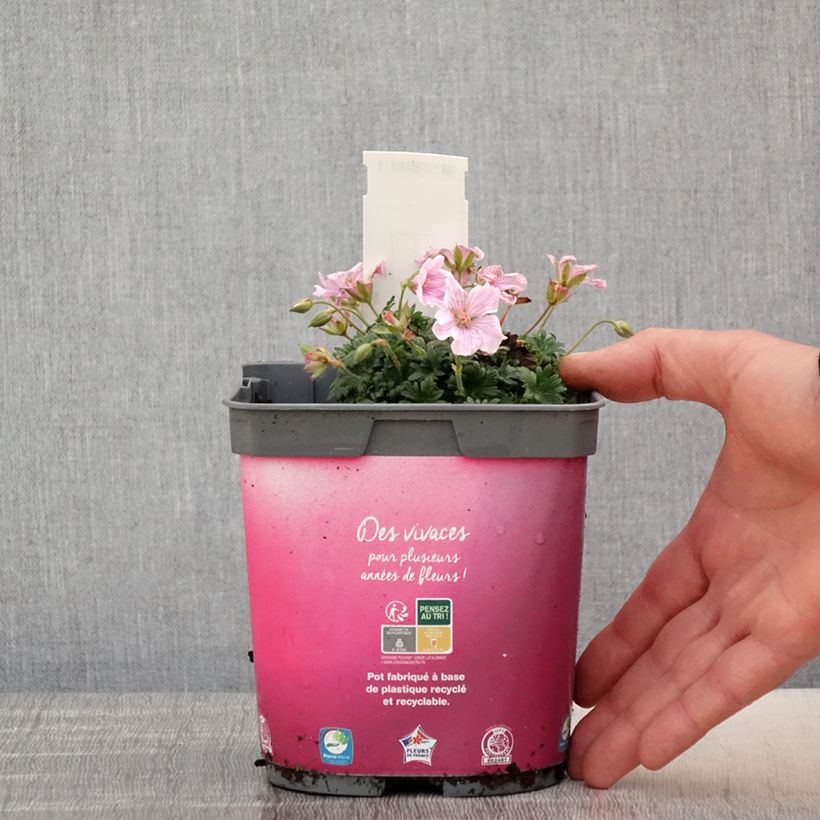 Esimerkki keväällä toimitetusta Verikurjenpolvi Pink Pouffe Pot de 2L/3L-taimesta