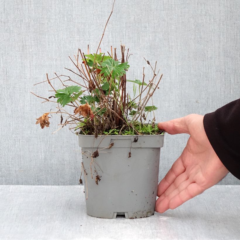 Esimerkki syksyllä toimitetusta Verikurjenpolvi - Geranium sanguineum 2 litran/3 litran ruukku-taimesta