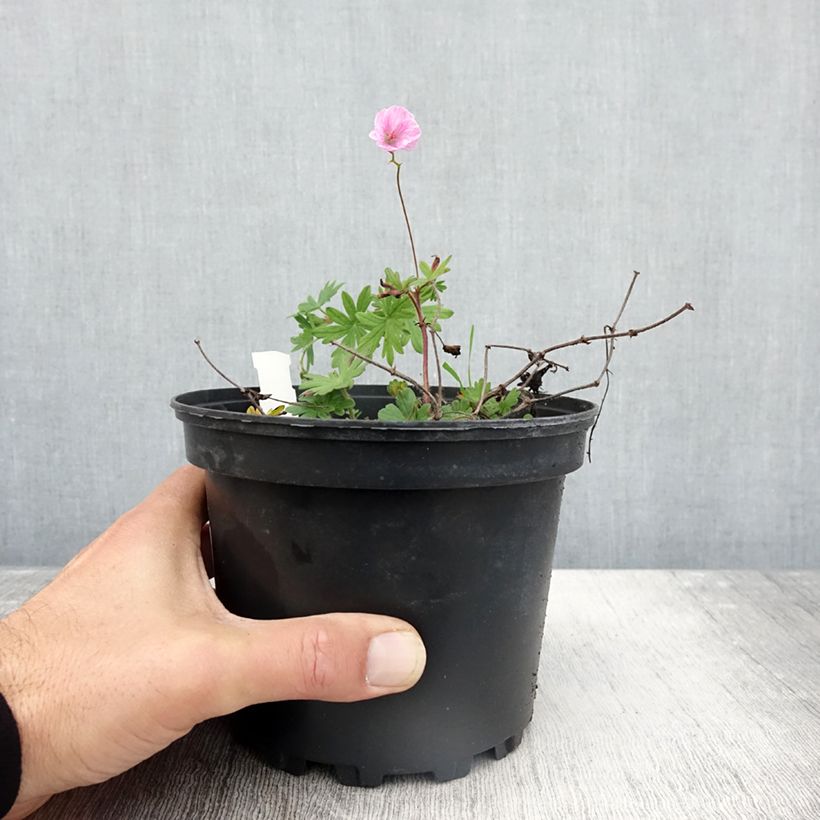 Esimerkki syksyllä toimitetusta Verikurjenpolvi - Geranium sanguineum var. striatum 2 litran/3 litran ruukku-taimesta