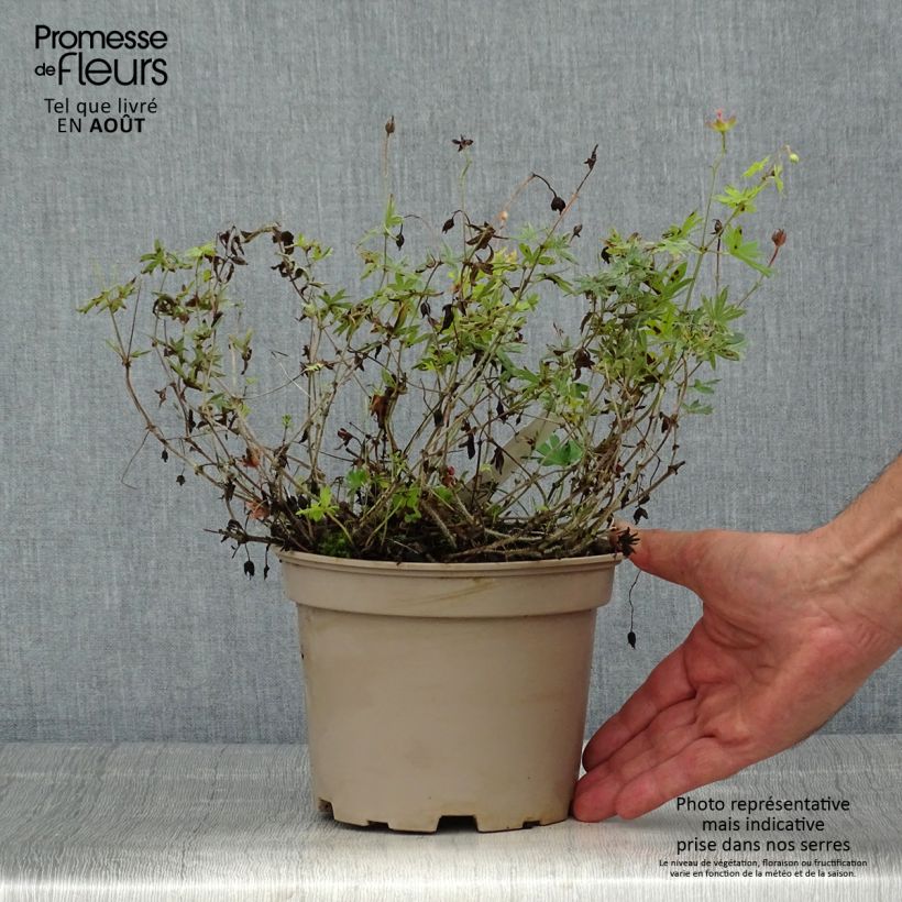 Esimerkki kesällä toimitetusta Verikurjenpolvi - Geranium sanguineum var. striatum Ruukku 2L / 3L-taimesta