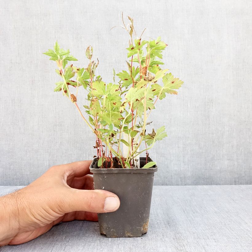 Esimerkki kesällä toimitetusta Jalokurjenpolvi Silvias Surprise Godet de 8/9 cm-taimesta