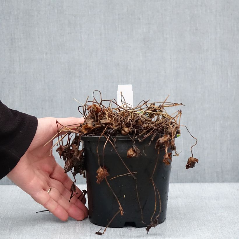 Esimerkki talvella toimitetusta Geranium vivace Silvia's surprise Pot de 1,5L/2L-taimesta
