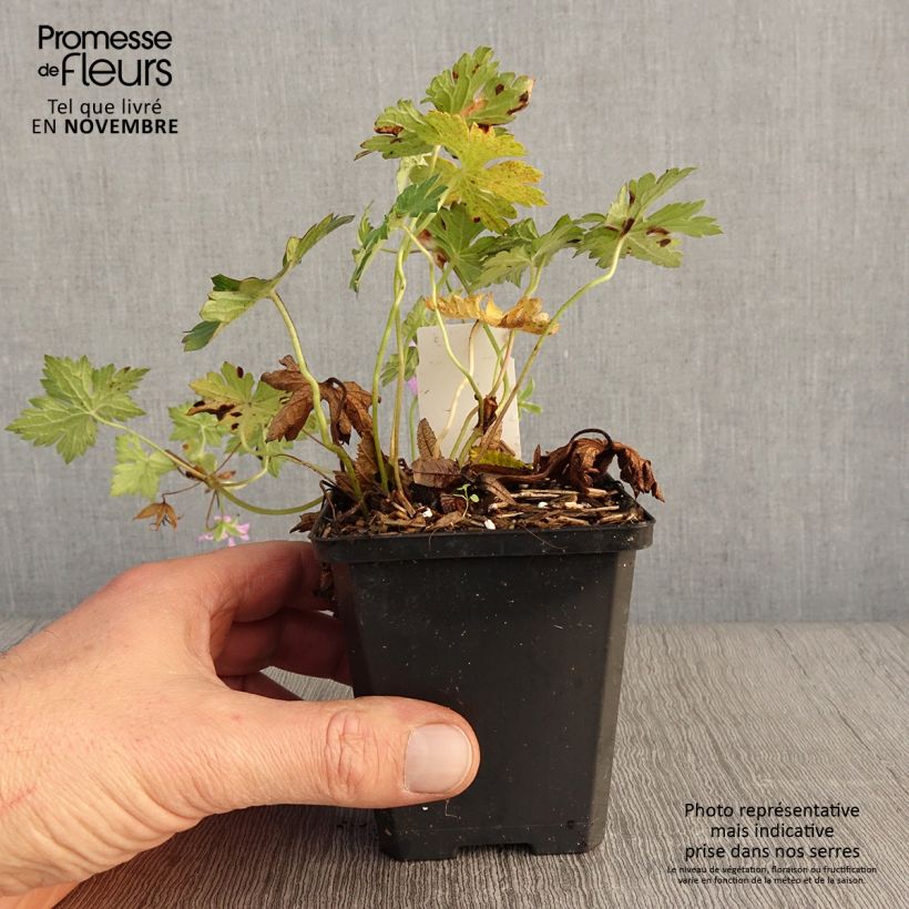 Esimerkki syksyllä toimitetusta Himalajankurjenpolvi Sweet Heidi 8/9 cm taimiruukku-taimesta