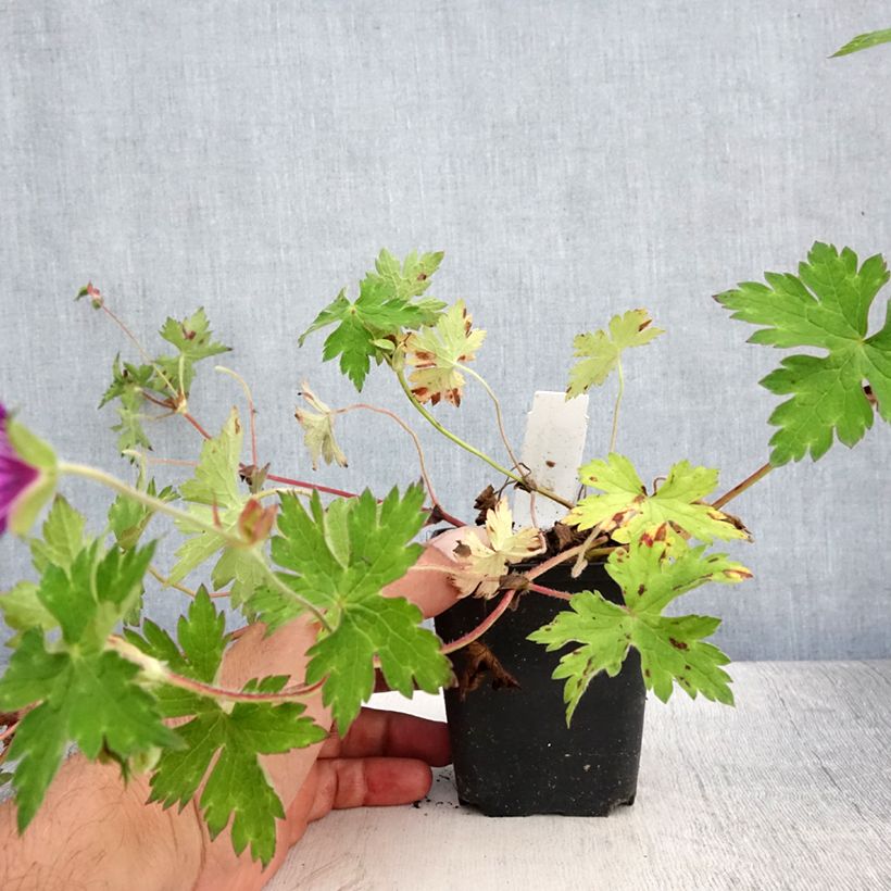 Esimerkki kesällä toimitetusta Himalajankurjenpolvi Sweet Heidi Godet de 8/9 cm-taimesta