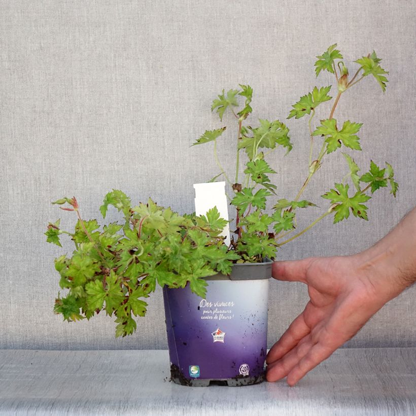 Esimerkki kesällä toimitetusta Himalajankurjenpolvi Sweet Heidi Pot de 2L/3L-taimesta