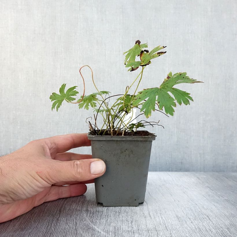Esimerkki syksyllä toimitetusta Géranium vivace sylvaticum Birch Lilac Godet de 8/9 cm-taimesta