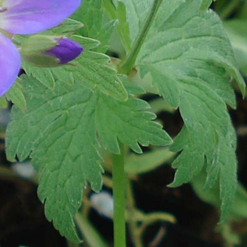 Metsäkurjenpolvi May Flower (Lehvistö)