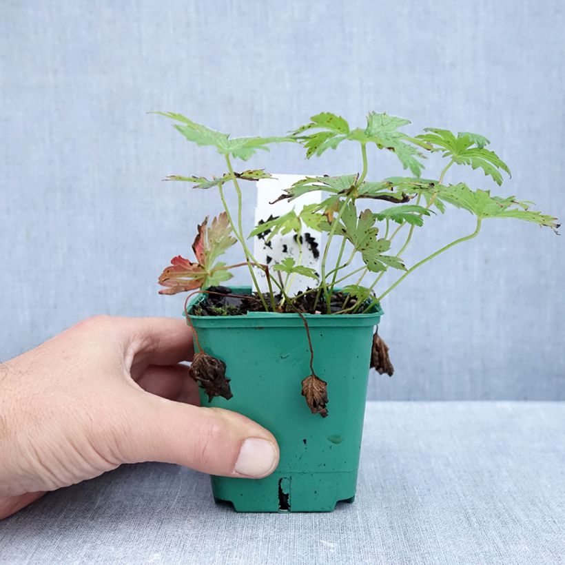 Esimerkki syksyllä toimitetusta Metsäkurjenpolvi May Flower 8/9 cm taimiruukku-taimesta