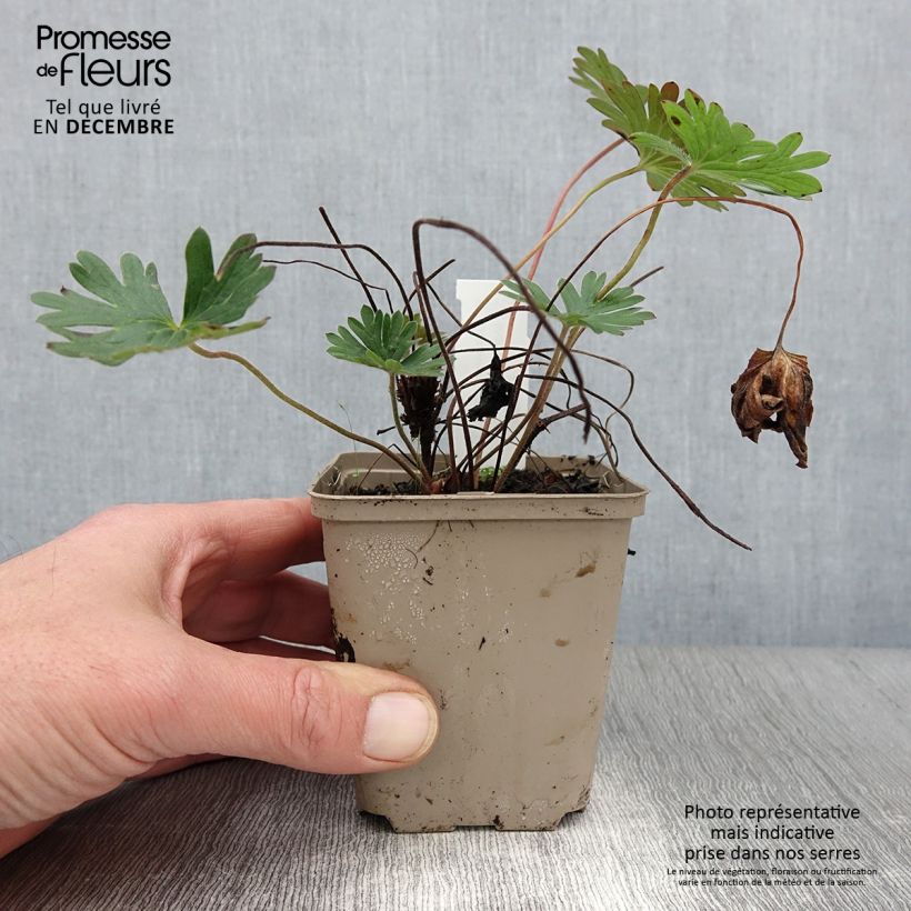 Esimerkki syksyllä toimitetusta Kurjenpolvi Tiny Monster 8/9 cm taimiruukku-taimesta