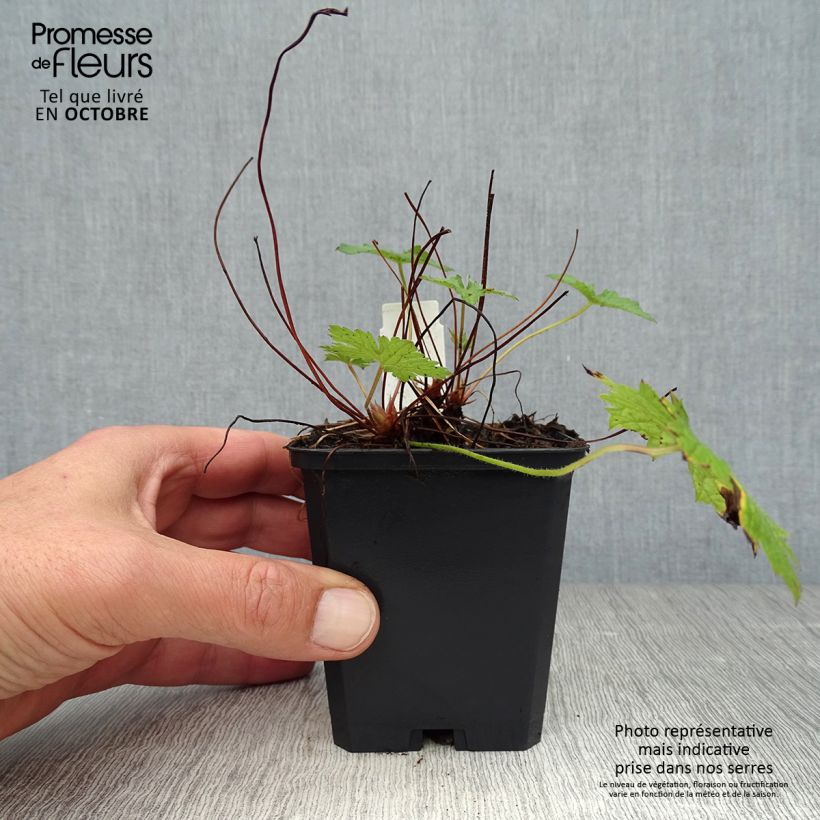 Esimerkki syksyllä toimitetusta Kurjenpolvi - Geranium versicolor 8/9 cm taimiruukku-taimesta