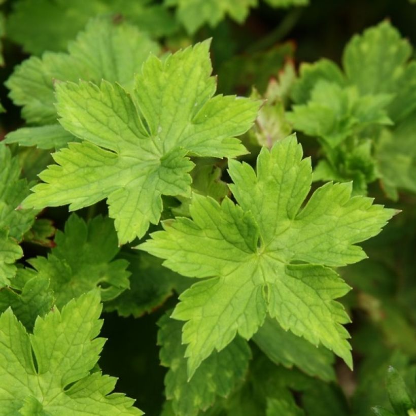 Himalajankurjenpolvi Buxton s Variety (Lehvistö)