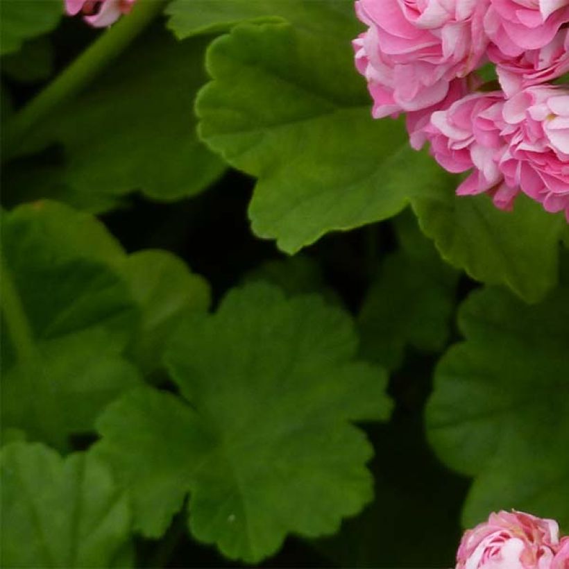Vyöhykepelargoni Appleblossom (Lehvistö)