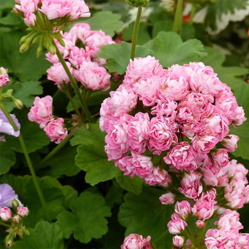 Vyöhykepelargoni Appleblossom (Kukinta)