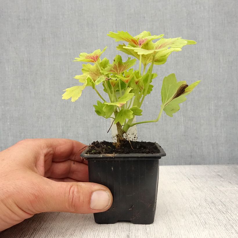 Esimerkki keväällä toimitetusta Vyöhykepelargoni Decima 8/9 cm taimiruukku-taimesta